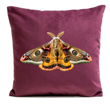 giant-peacock-moth-prune